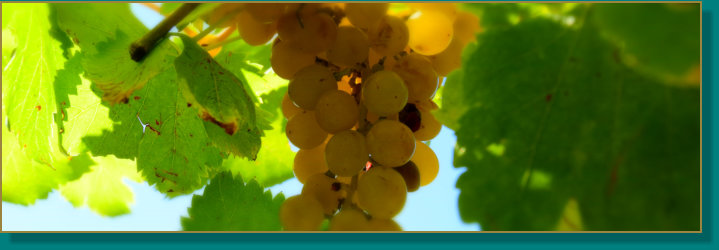 Trauben am Casa Olivia