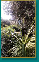 Vegetation am Casa Olivia