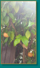 Vegetation im Garten