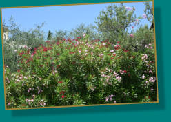 Blütenpracht im Garten